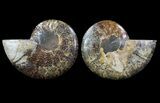 Cut & Polished Ammonite Fossil - Agatized #64964-1